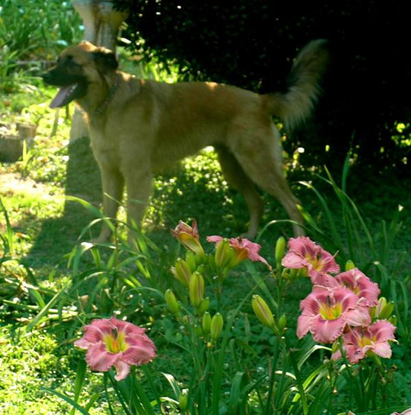 klaus and the pink flowers